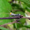 Grasshopper - Saltamontes