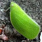 Fatid Planthopper
