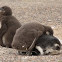 Magellanic Penguin