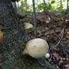 Round fungus