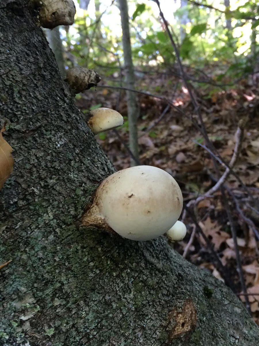 Round fungus