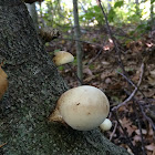 Round fungus