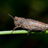Wingless Grasshopper 