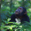 Eastern Common Chimpanzee