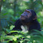 Eastern Common Chimpanzee