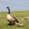 Canada Goose (Adult and Goslings)