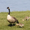 Canada Goose (Adult and Goslings)