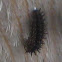 Twice-stabbed Lady Beetle Larva