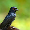 Black Drongo