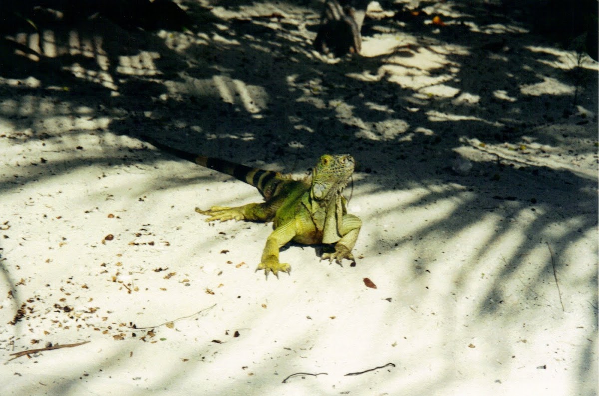 Iguana verde