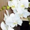 Moth orchids