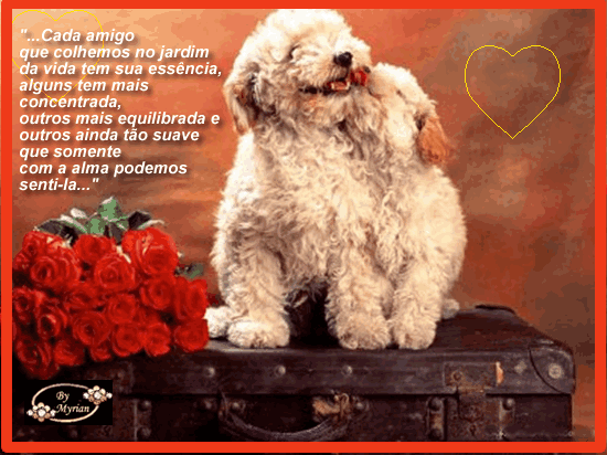 amigo.gif