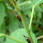 Lantana Treehopper