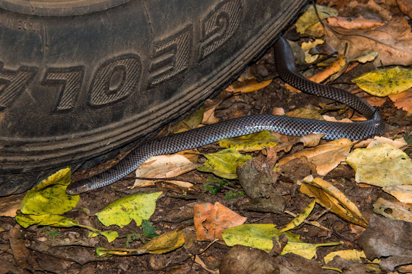Reticulated centipede-eater | Project Noah