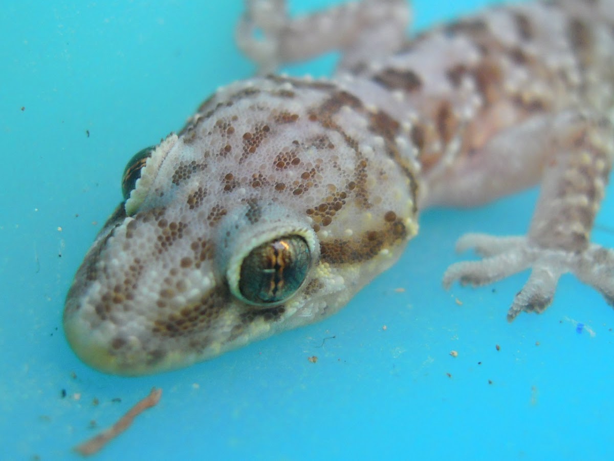 Mediterranean house gecko