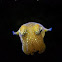 Humming-bird Bobtail Squid or Berry's Bobtail Squid