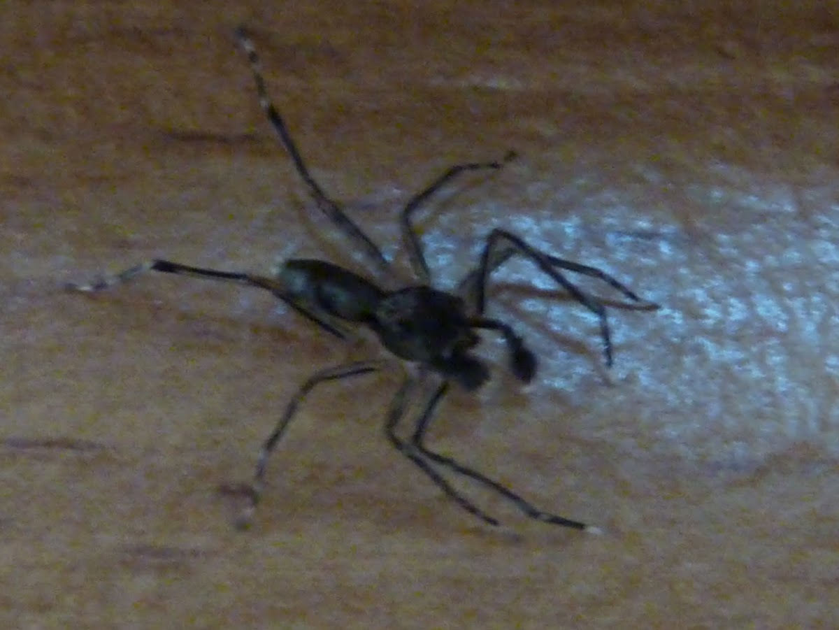 Ant-mimicking Spider