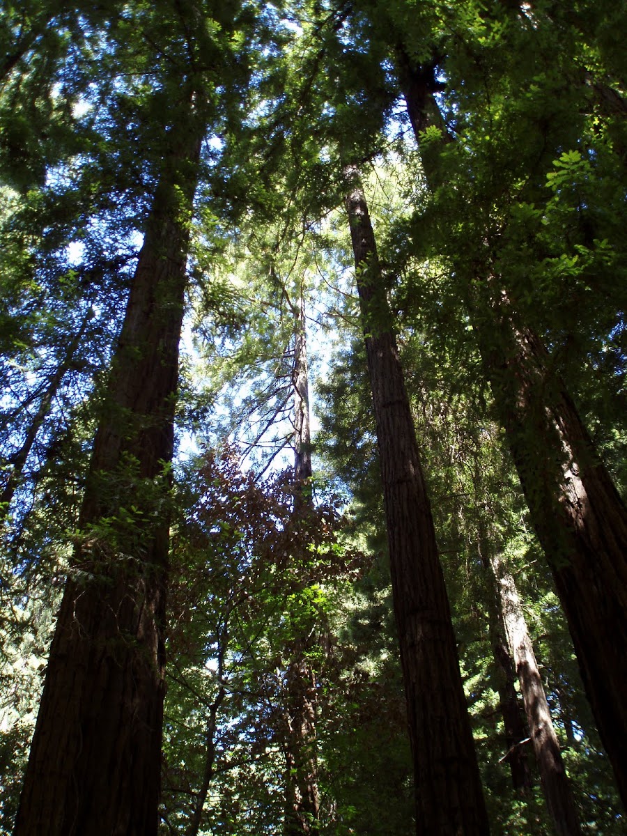 Redwood/ Sequoia