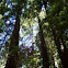 Redwood/ Sequoia