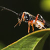 Hoverfly parasite