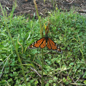 Wanderer or Monarch Butterfly