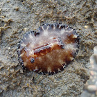 Bohol Nudibranch