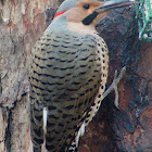 Northern Flicker