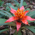 scarlet star bromeliad