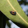 Chinita en estado de Larva