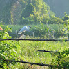 Little Egret