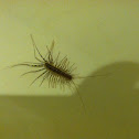 House Centipede