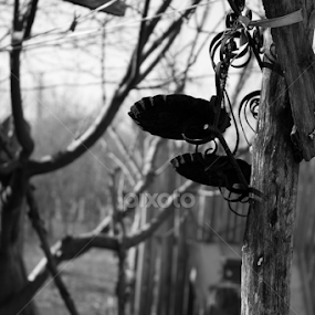 Rural by Madalin Stoean - Black & White Objects & Still Life