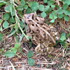 American Toad (juvenile)