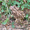 American Toad (juvenile)