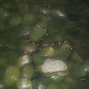 Broad banded water snakes
