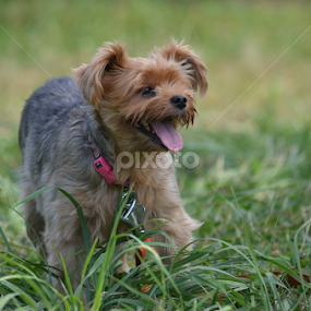 Yorkie by Joey Chen - Animals - Dogs Portraits