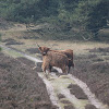 Schotse hooglander, Highland Cow