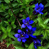 Crested Gentian or Summer Gentian