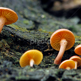by Ronald Wahyudi - Nature Up Close Mushrooms & Fungi