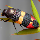 Jewel beetle