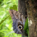 Pale Owl Butterfly