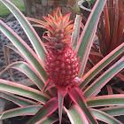 Red Pineapple