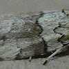 Dyar's Lichen Moth