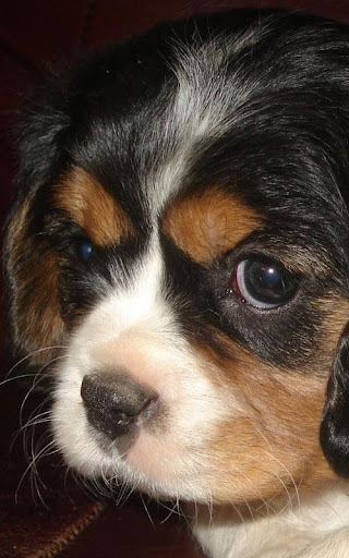 Cavalier King Charles Spaniel