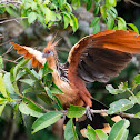 Hoatzin