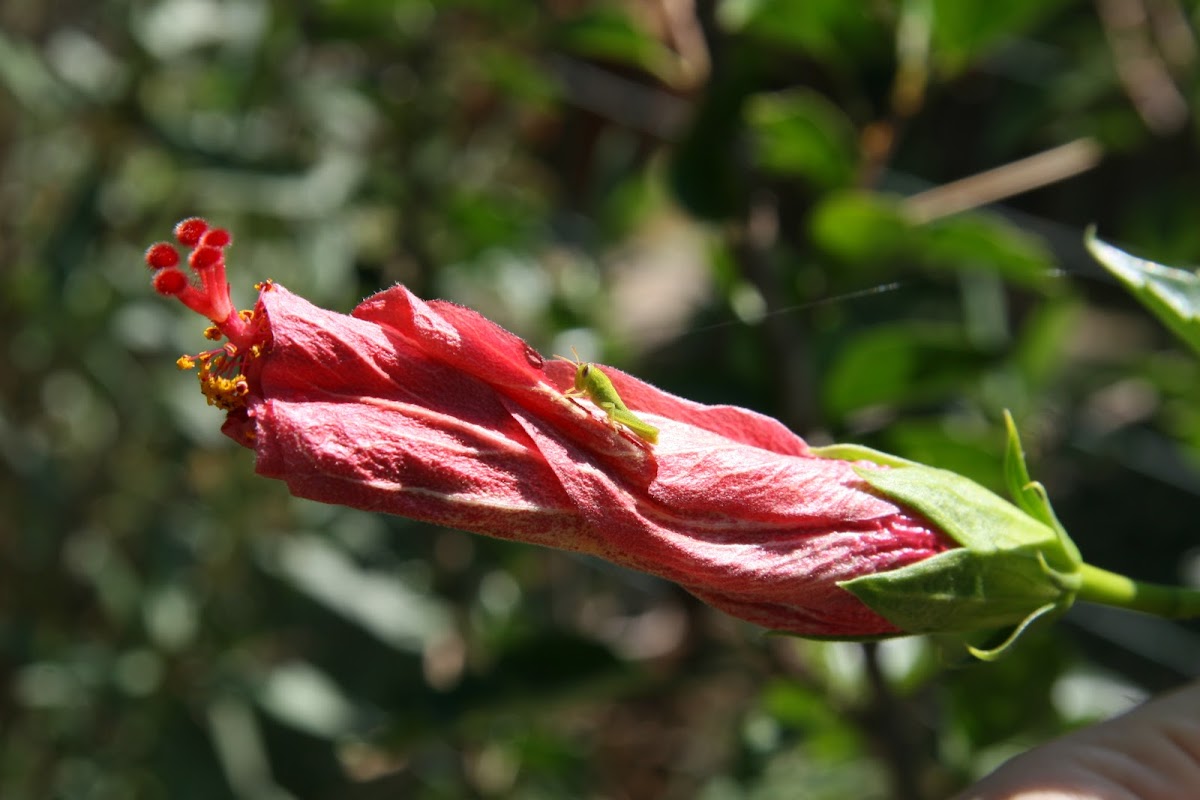 Grasshopper (Cavalletta)