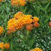 Butterfly Weed