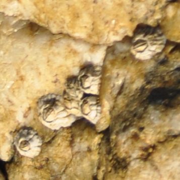 Acorn barnacles