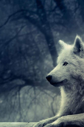 【免費個人化App】Wolf Wallpapers HD-APP點子