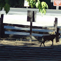 California Mule Deer